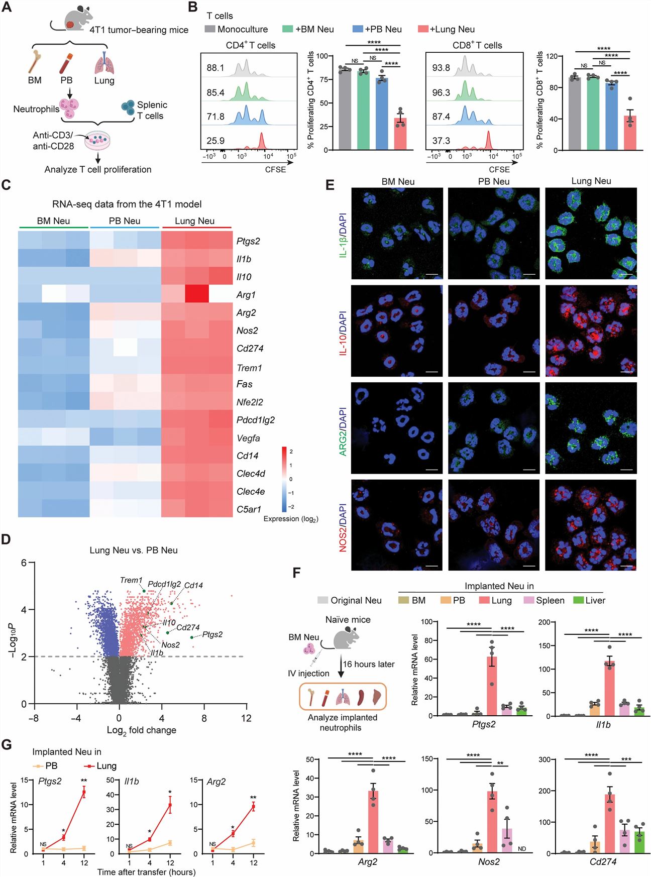 Left: The immunosuppressive capacity of neutrophils is tissue dependent under both steady-state and tumor-bearing conditions; Right: Host inflammation strengthens the immunosuppressive capacity of lung neutrophils.