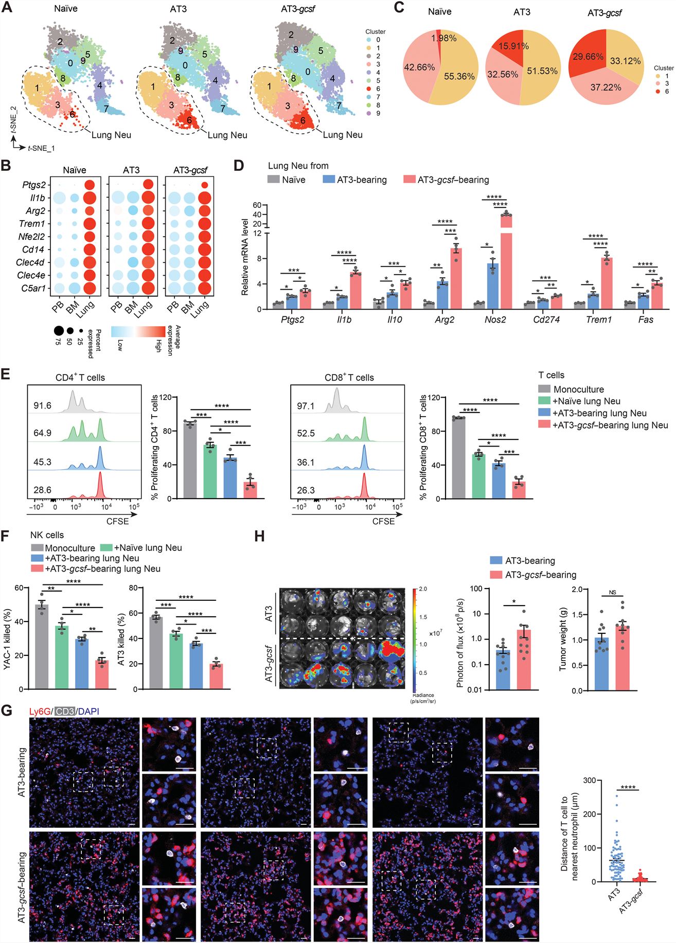 Left: The immunosuppressive capacity of neutrophils is tissue dependent under both steady-state and tumor-bearing conditions; Right: Host inflammation strengthens the immunosuppressive capacity of lung neutrophils.