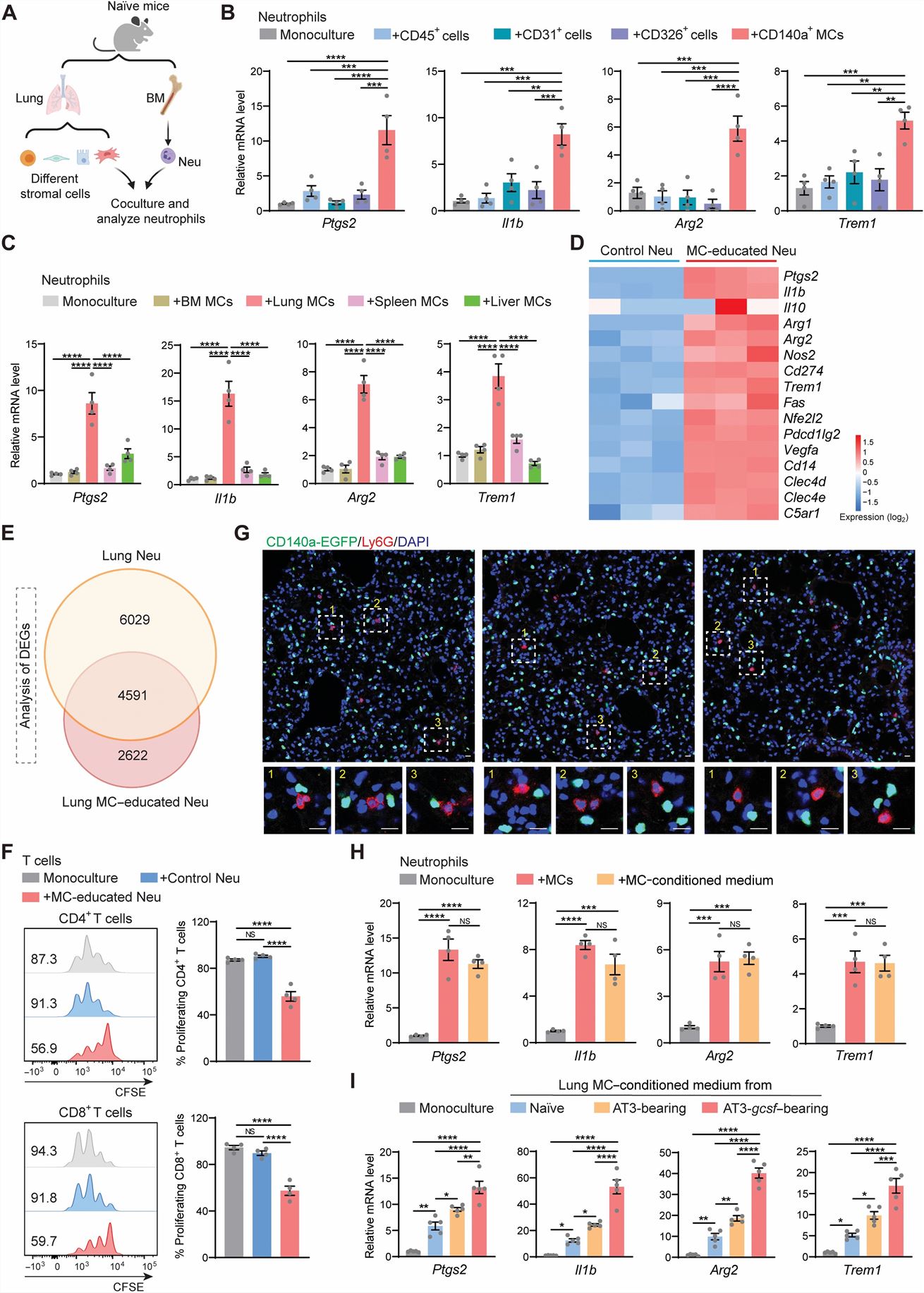 Left: Lung MCs reprogram neutrophils to be immunosuppressive; Right: Targeting PGE2 signaling reduces the immunosuppressive capacity of lung neutrophils and improves the therapeutic efficacy of adoptive T cell-based immunotherapy in treating lung metastasis.