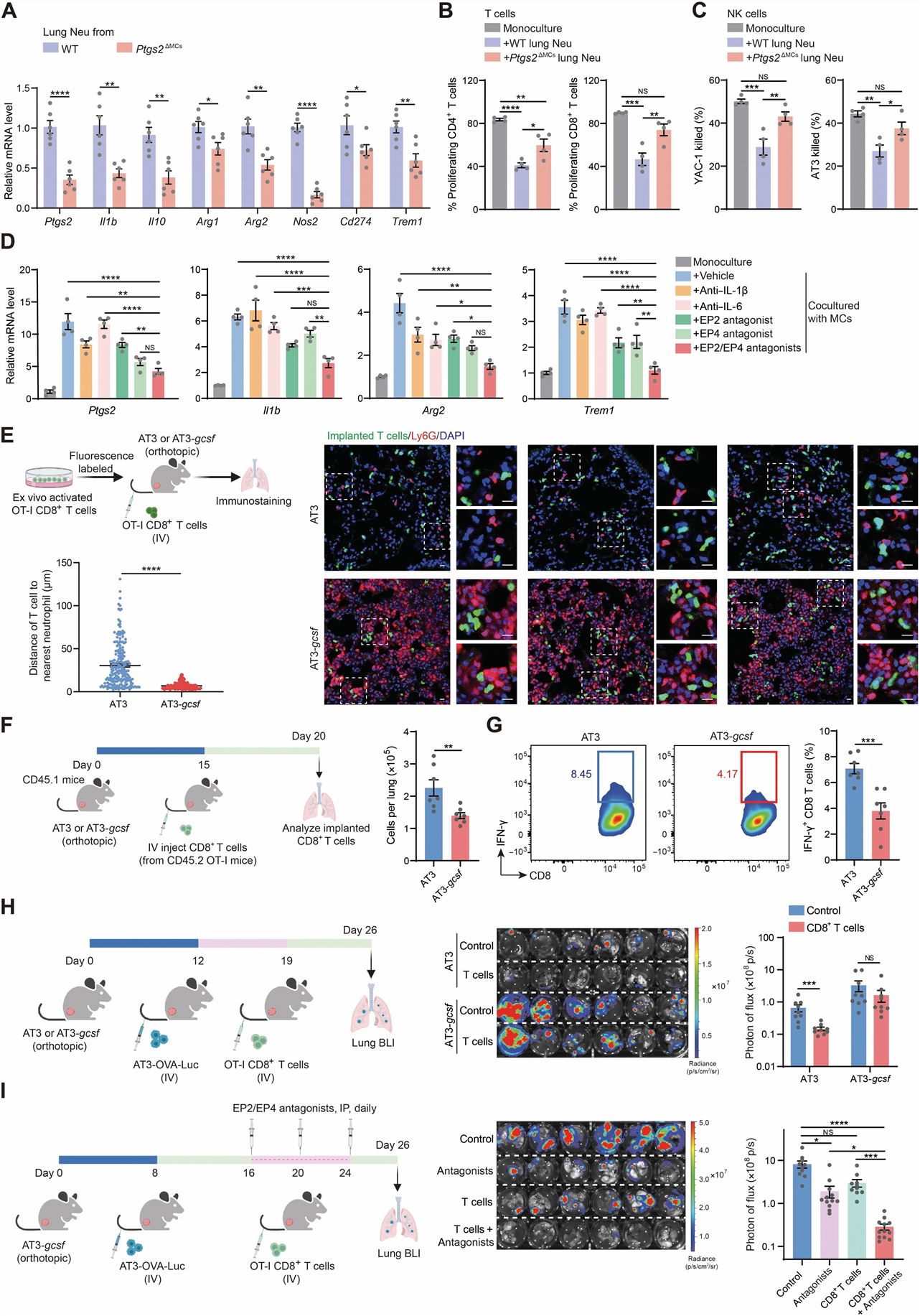 Left: Lung MCs reprogram neutrophils to be immunosuppressive; Right: Targeting PGE2 signaling reduces the immunosuppressive capacity of lung neutrophils and improves the therapeutic efficacy of adoptive T cell-based immunotherapy in treating lung metastasis.