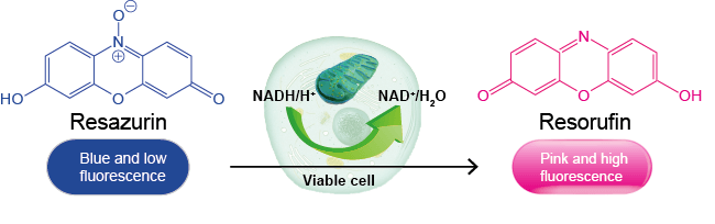The principle of resazurin cell viability assay.