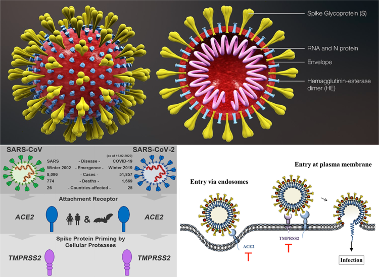 The structure of SARS-CoV-2 and its corresponding receptors for cell entry and activation.