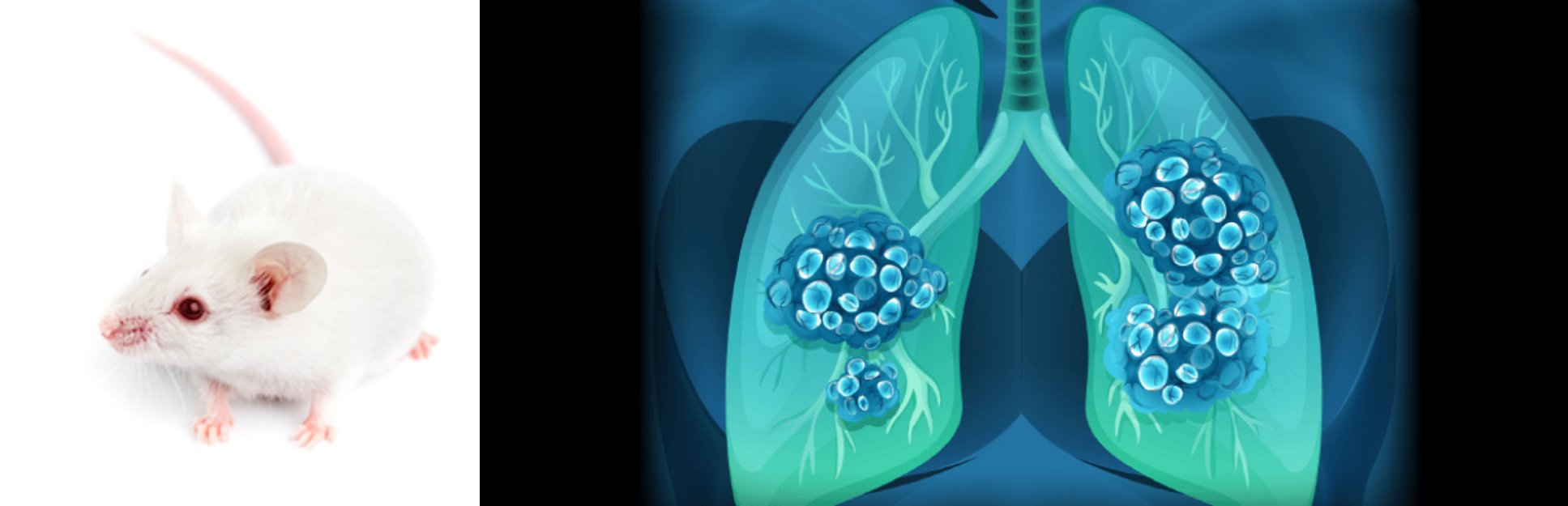 Respiratory Disease Models