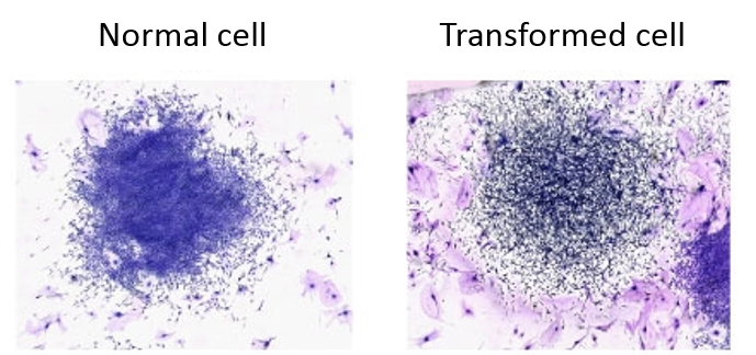 The Syrian Hamster Embryos (SHE) Cell Transformation Assay