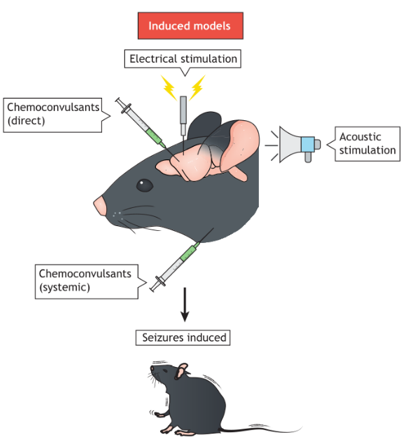 Seizure Models