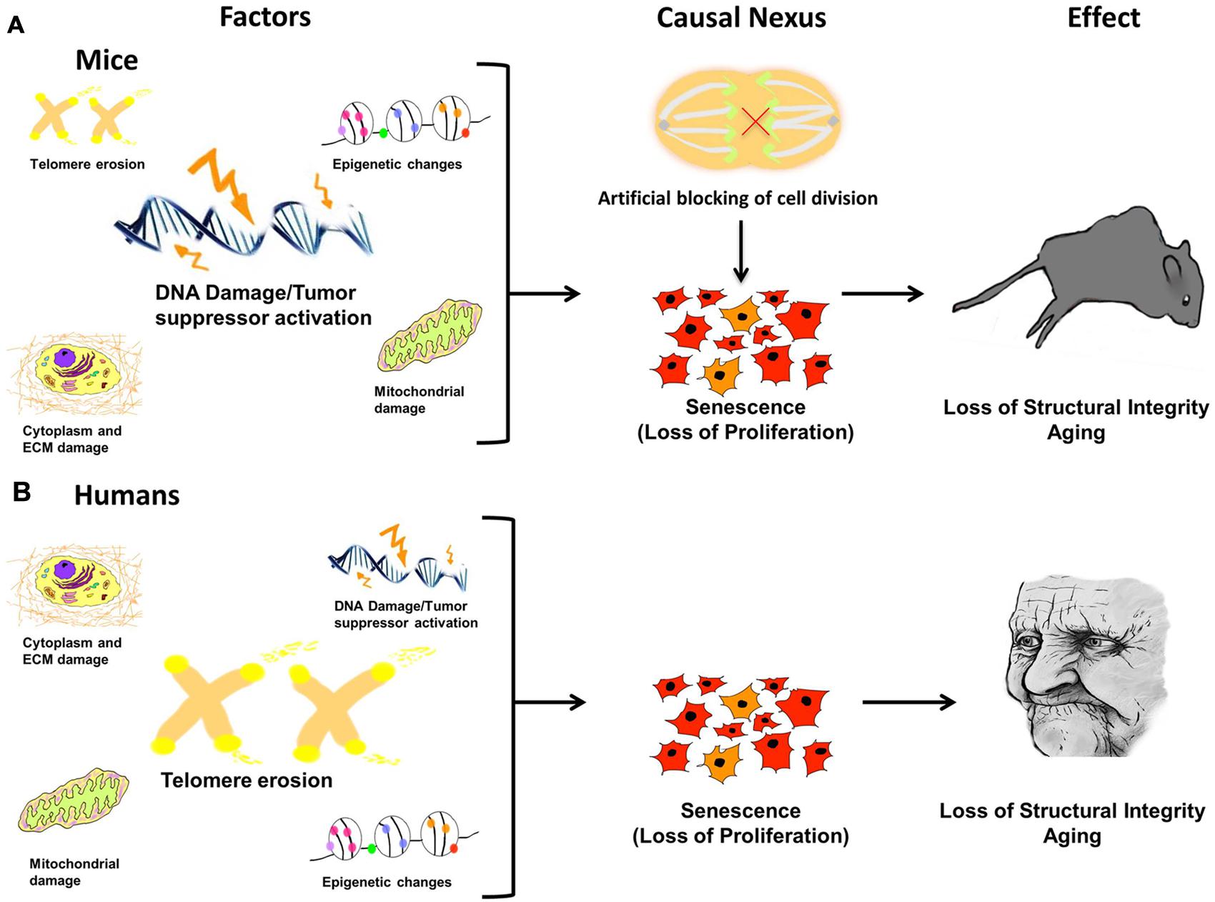 Senescence Associated β-galactosidase Assay