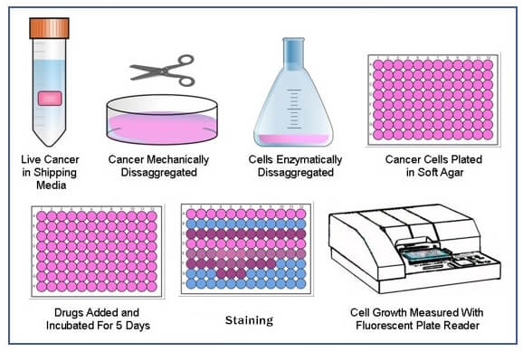 Soft Agar Colony Formation Assay