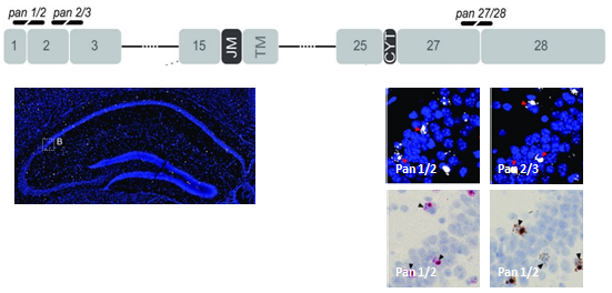 Splice Variant Analysis (FISH)