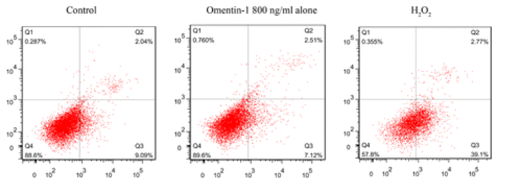 MSC apoptosis was confirmed by Annexin V.