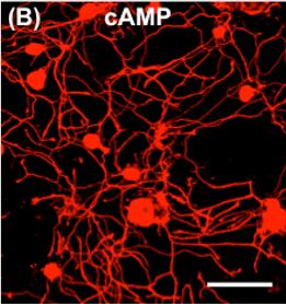 Neurite outgrowth assay of neurons.