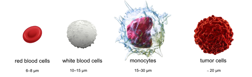 The average size of red blood cells (RBCs), white blood cells (WBCs), and monocytes is 6–8 μm, 10–15 μm, and 15–30 μm, respectively. Tumor cells have a high nuclear to cytoplasm ratio and higher stiffness, with an average size of 20 μm. Their larger size, compared to WBCs, led to the use of marker-free, size-based filtration for CTC isolation directly from blood.