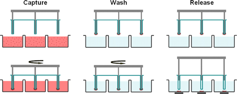 Schematic of the MagSweeper process. The diluted blood samples, which are prelabeled with magnetic particles, are loaded into the capture wells. The magnetic rods covered with plastic sheaths are swept through the well in concentric circular loops at a level 1.5 mm above the bottom of the wells. After sweeping through the whole area of the capture wells, the sheathed magnets are washed in a circular loop to remove loosely bound contaminating cells. The rods are then immersed into a new buffer solution and disengage from the plastic covers. The external magnets located under the wells facilitate release of labeled cells and excess magnetic particles. Another round of capture-wash-release is performed to eliminate the majority of remaining contaminant cells entrapped within excess magnetic particles.