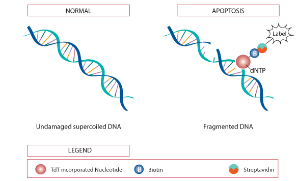 The principle of TUNEL assay.