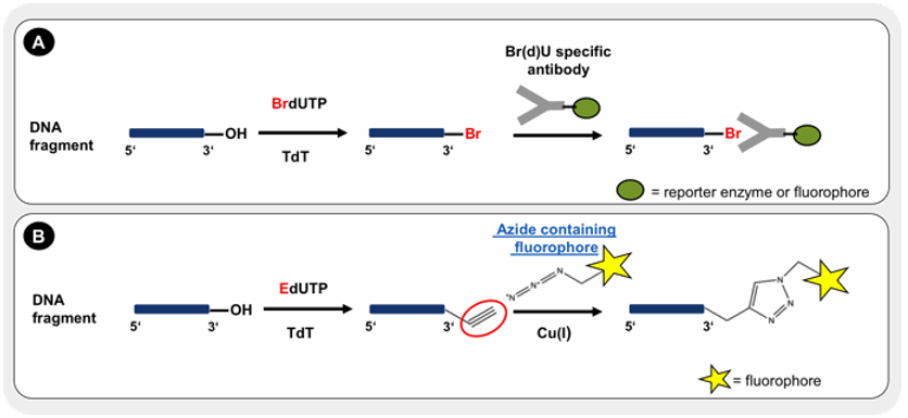 The principle of TUNEL assay.