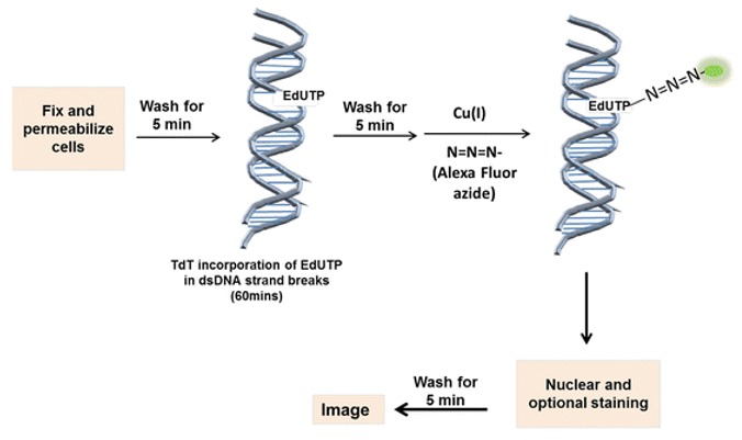 TUNEL Apoptosis Assay (Fluorescent)