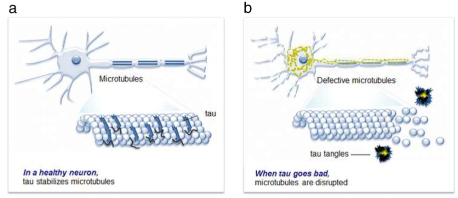 Tau Aggregation Assay