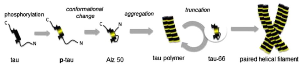 Tau Aggregation Assay