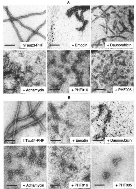 Tau Aggregation Assay