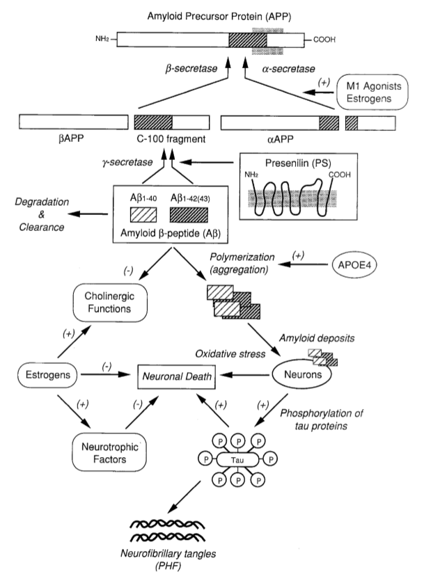  The amyloid cascade hypothesis of Alzheimer’s disease and its pharmacological modulation. 