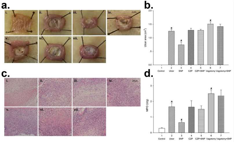 Fig. 1 Sodium nitroprusside (SNP) alleviated acetic acid-induced gastric ulcer in rats.