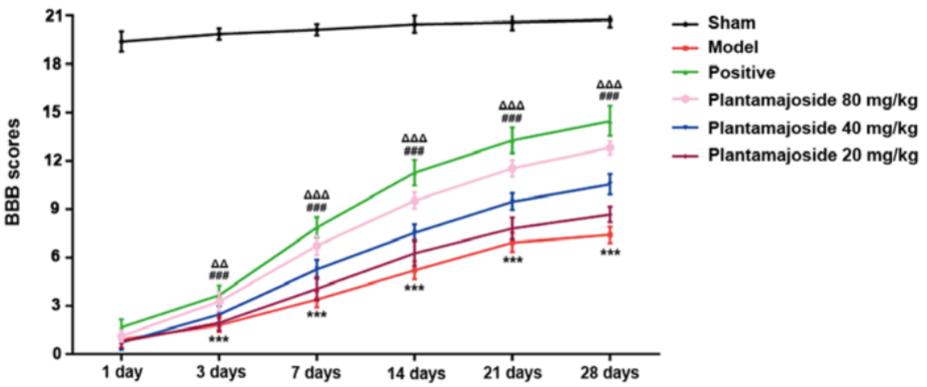 Fig. 2 BBB score decreases in the ASCI rat model group and PMS improves the BBB score of ASCI rats