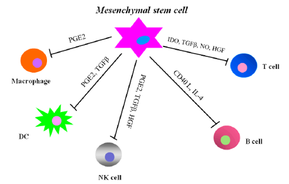  Immunomodulatory functions of MSCs.