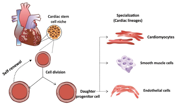 Functional properties of cardiac stem cells.