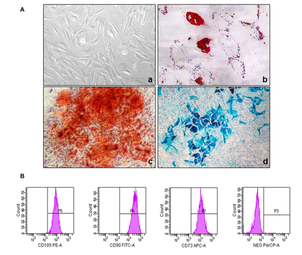 Phenotypic and functional characterization of MSCs. (A) The morphology of umbilical cord-derived MSC and their differentiation into adipogenic, chondrogenic, and osteogenic lineages. (B) Immunophenotypic characterization of UC-MSC by Flow Cytometry.