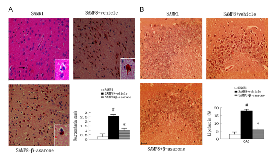 β-asarone attenuated neuronophagia and lipofuscin of hippocampus in SAMP8 mice.
