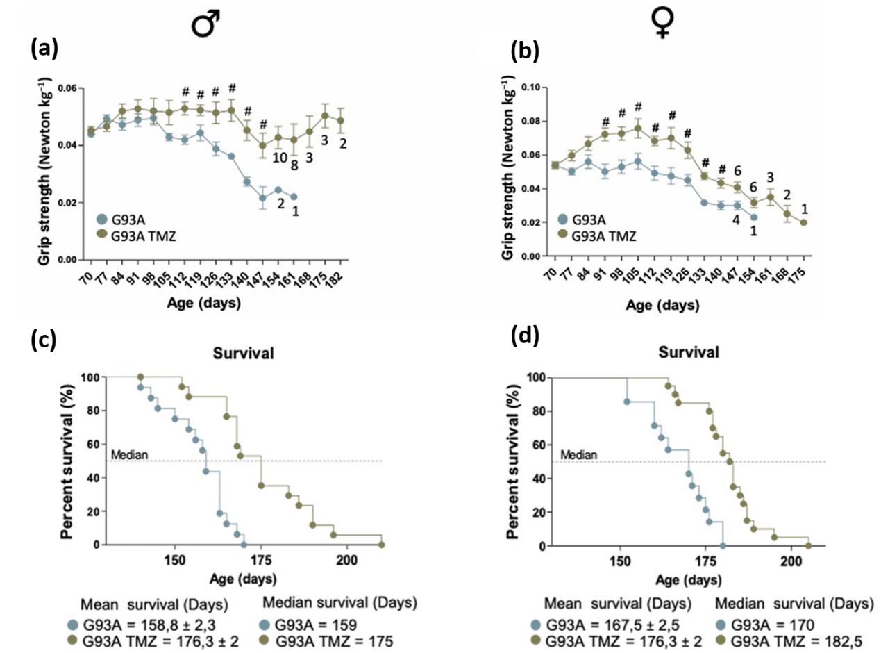 Fig. 2 Trimetazidine (TMZ) improves muscle strength and extends lifespan of SOD1G93A mice.