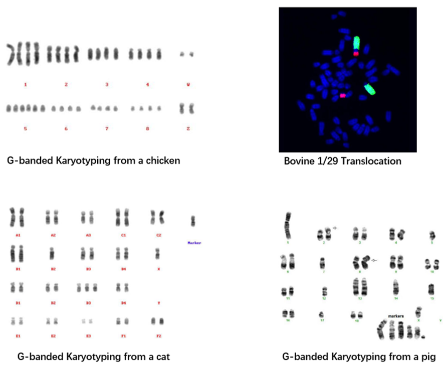 Karyotype generated from chicken, bovine, cat and pig cells.
