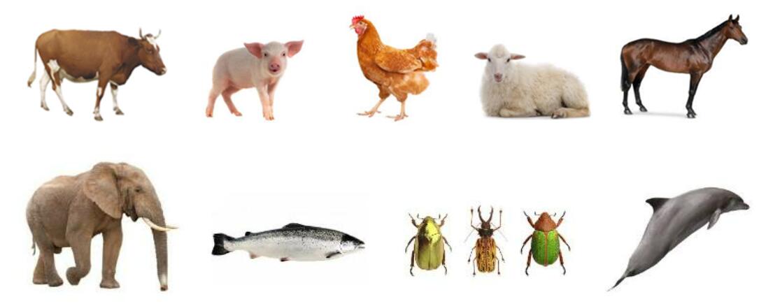 Creative Bioarray has an established track record of chromosome analysis for a variety of domestic and wild species.
