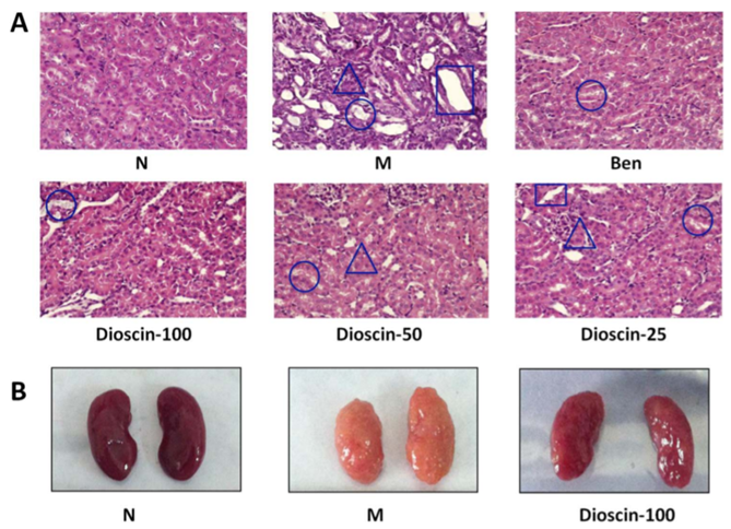 Effect of Dioscin on the histopathology of renal tissue in hyperuricemia mice.