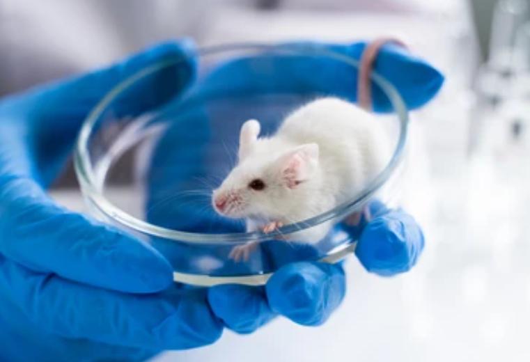 Animal Models of Neurodegenerative Diseases