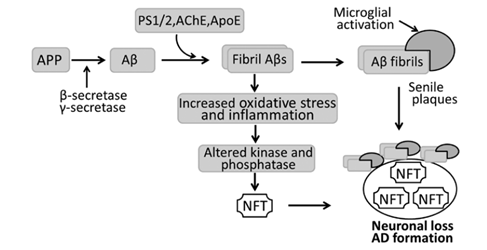 Schematic diagram of the pathogenesis of Alzheimer's disease (AD). In AD, amyloid precursor protein (APP) is hydrolyzed by β-secretase and then γ-secretase into β-amyloid (Aβ) that aggregates to form fibril Aβs. Fibril Aβs cause neuronal and synaptic loss, and extensive fibrils, along with activated microglia, accumulate to develop senile plaques. Fibril Aβs can also induce neurofibrillary tangles (NFTs) by activing various kinase and phosphatases, with neuronal loss and AD as a result. AChE, acetylcholinesterase; ApoE, apolipoprotein E; PS, presenilin.