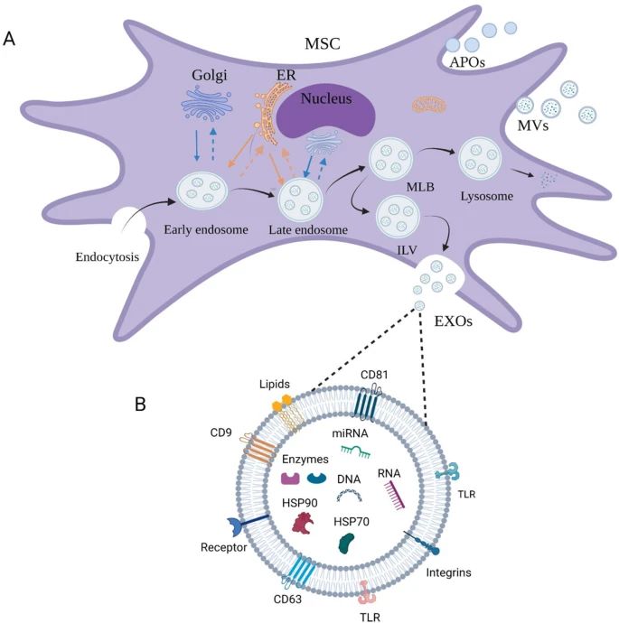 The development and main types of extracellular vesicles.