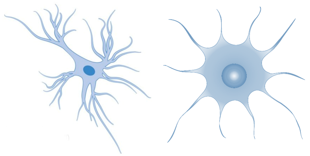 Астроциты мозга. Astrocyte. Астроцит рисунок. Астроциты Минимализм. Астроцит векторный рисунок.