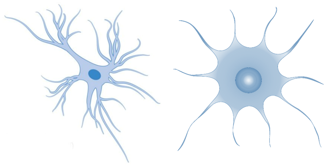 Astrocyte. Астроцит рисунок. Астроциты Минимализм. Астроцит векторный рисунок. Астроцит клиника