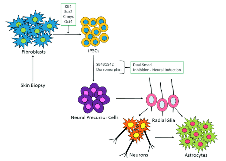 Schematic of iPSC-derived neuronal and glia cells.