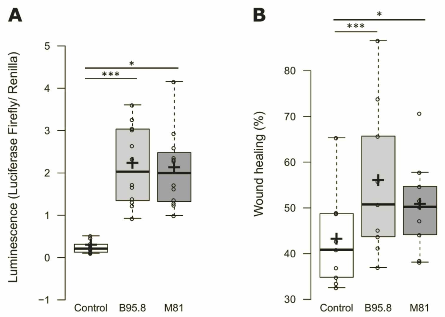 LMP1 from EBV strains M81 and B95.8 behaves similarly in terms of NF-κB activation and cell migration rates in vitro.