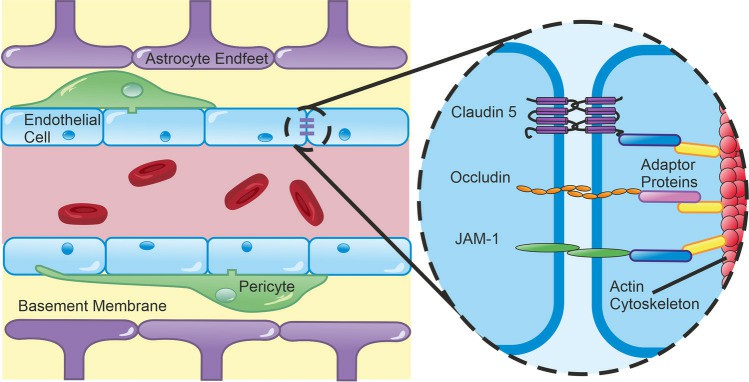 Structural Elements of the BBB