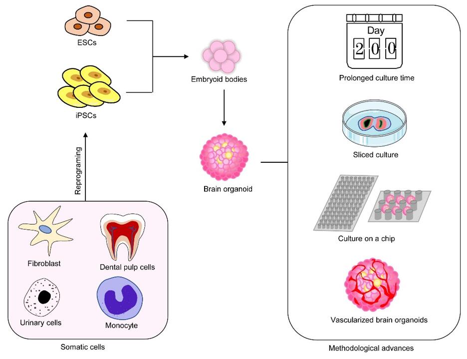 iPSC-derived brain organoids