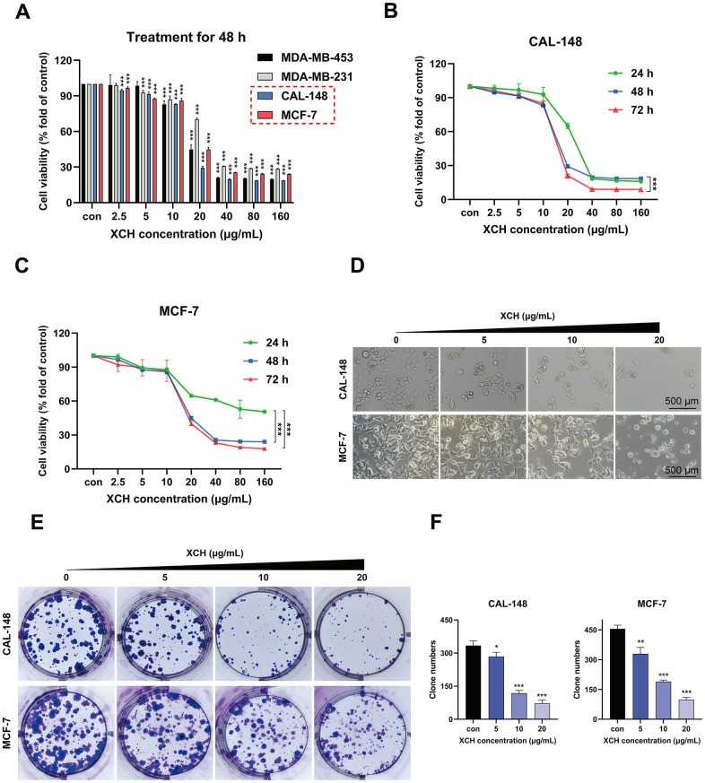 The effect of XCH decoction on the proliferation ability of CAL-148 and MCF-7 cell lines.