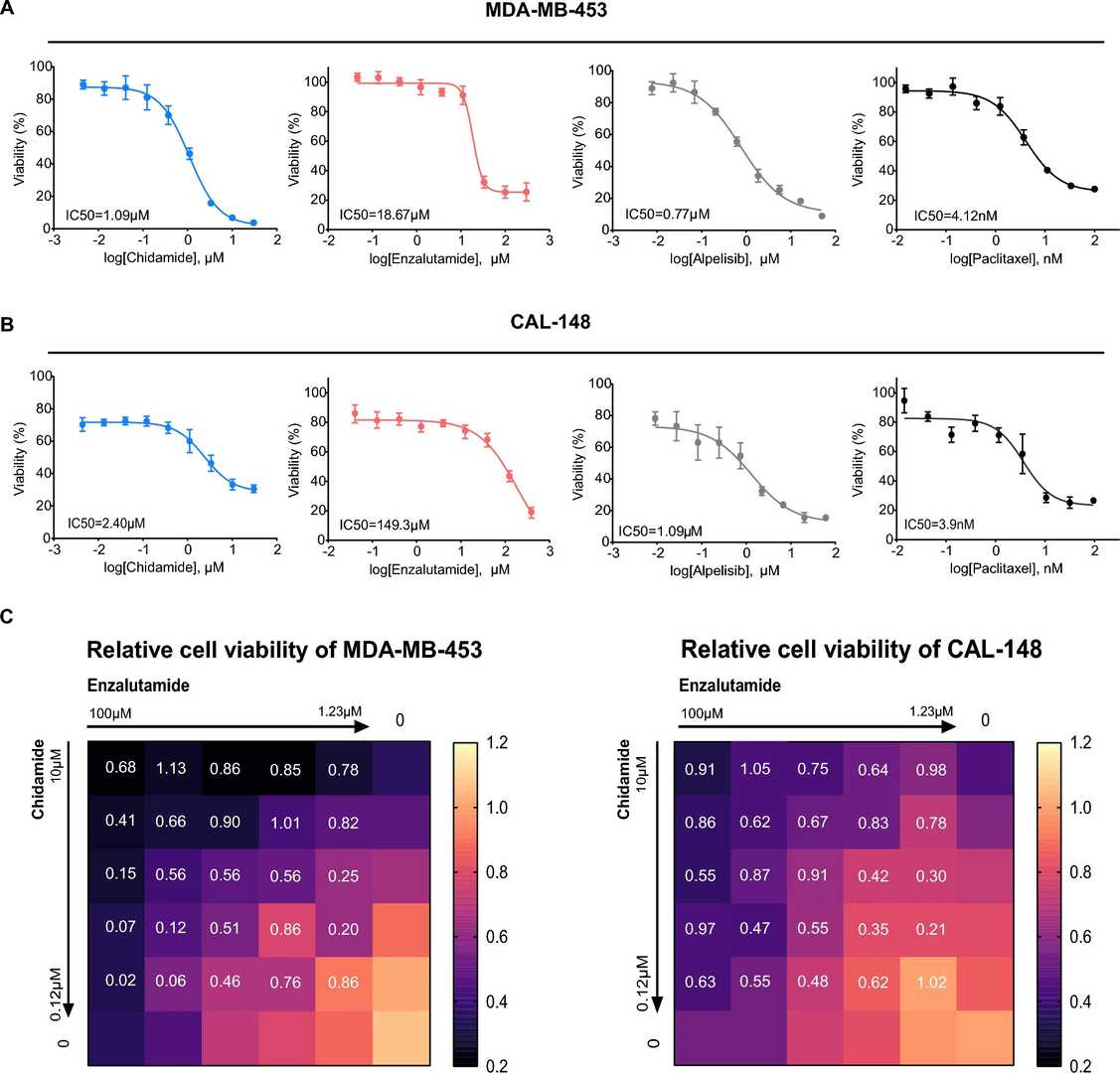 Exploring chidamide and enzalutamide as a promising combination strategy in MDA-MB-453 and CAL-148 cell lines.
