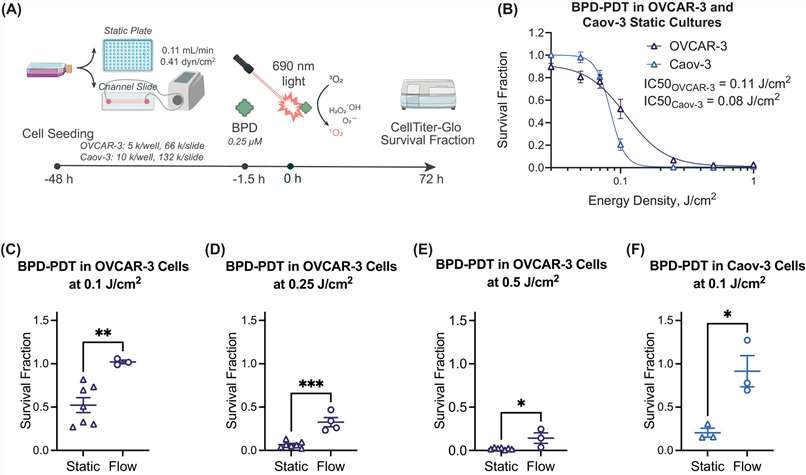 Experimental procedure and BPD-PDT dose-response curves in OVCAR-3 and Caov-3 cultures.