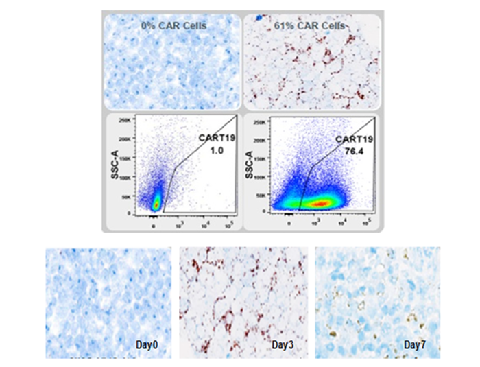 The in situ localization and distribution of CAR T Cells detection by RNA ISH.