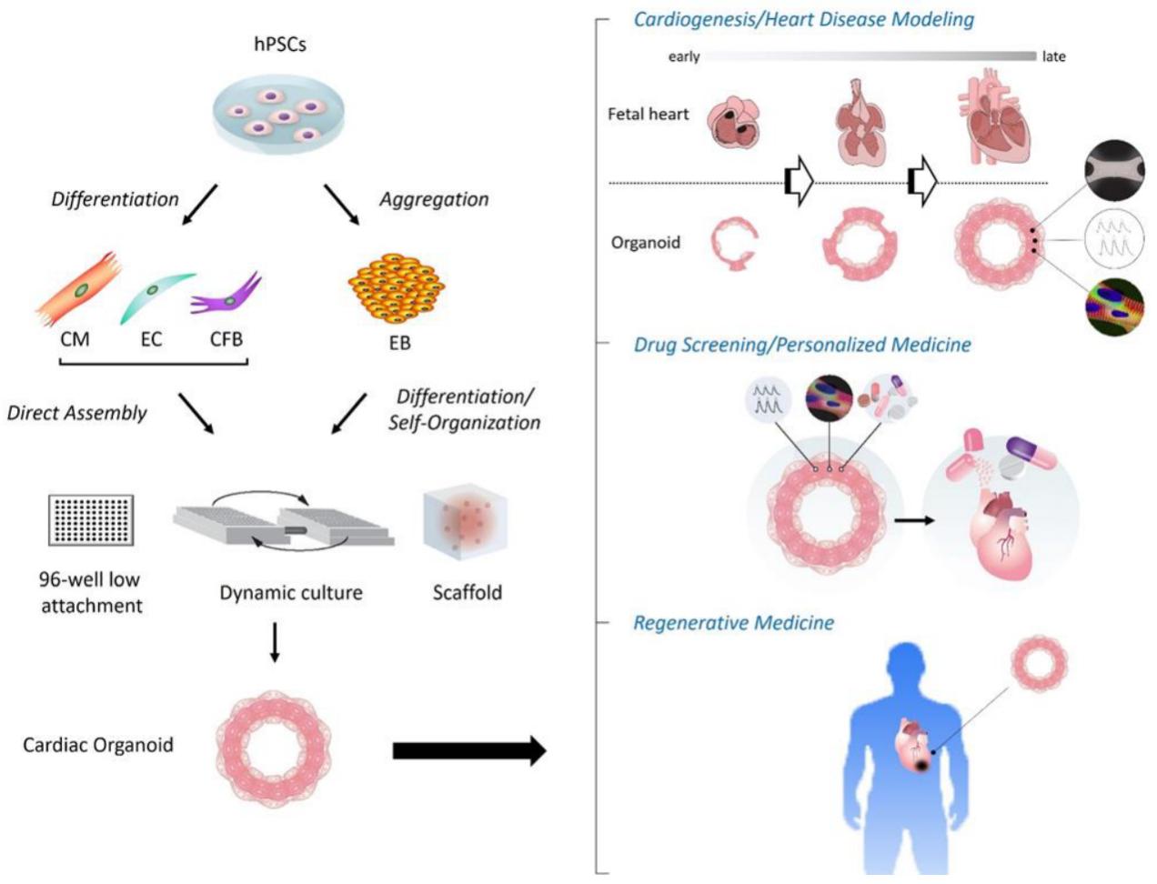 Cardiac Organoid Differentiation