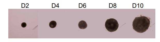 Cardiac Organoid Differentiation