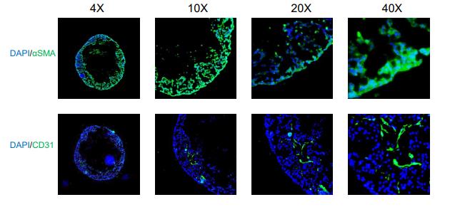 Cardiac Organoid Differentiation