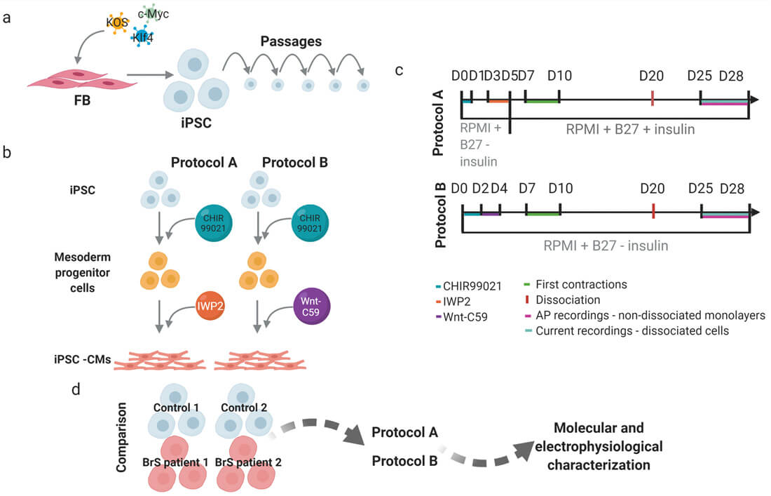 Fig. 1. Schematic presentation of the workflow and experimental design